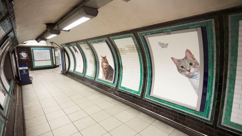伦敦地铁被可爱猫咪席卷啦 众筹包下60块广告版 - 金评媒