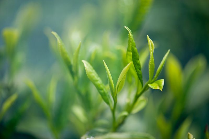 财富自由诱惑下，“区块链+茶”都能成为致富捷径 - 金评媒