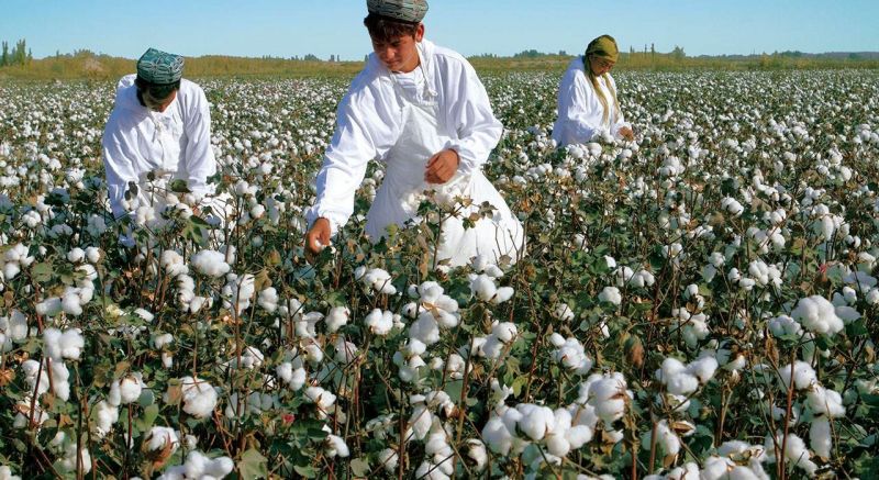 当全球经济失去中国“新疆棉” - 金评媒